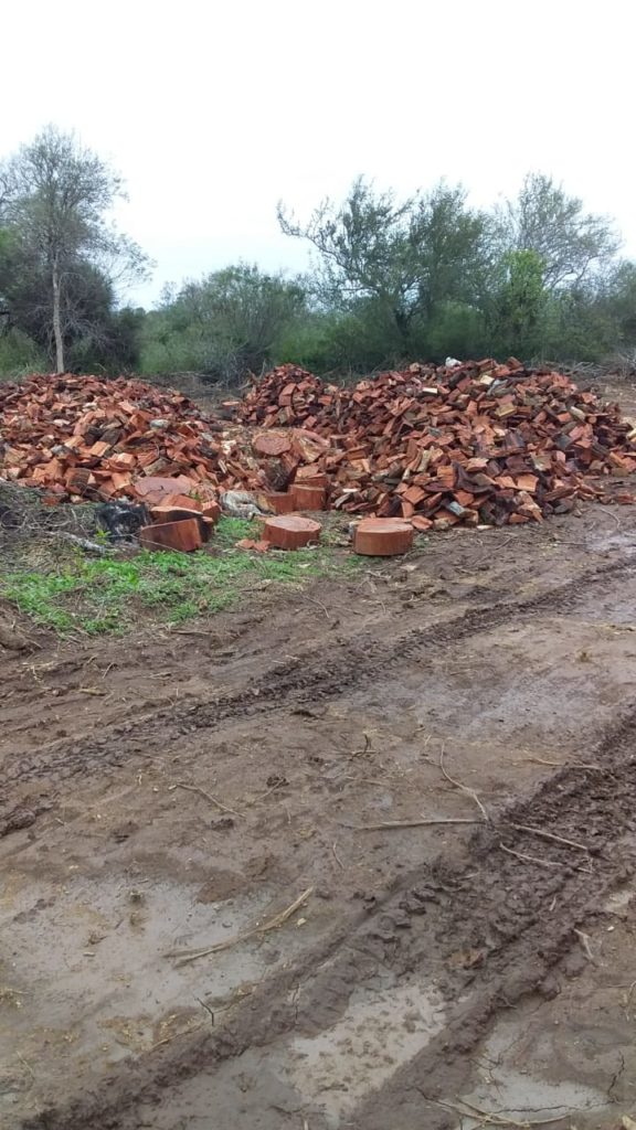 Red quebracho firewood stacked at the production site